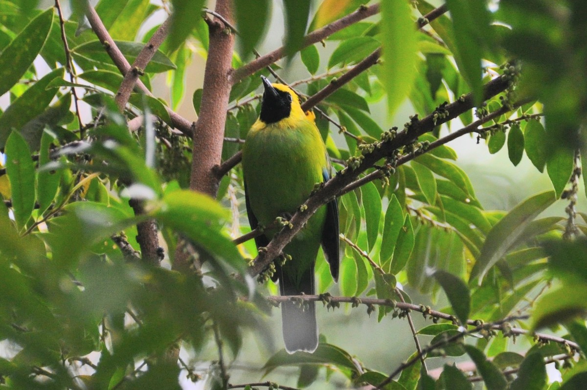 Blue-winged Leafbird - ML647880982