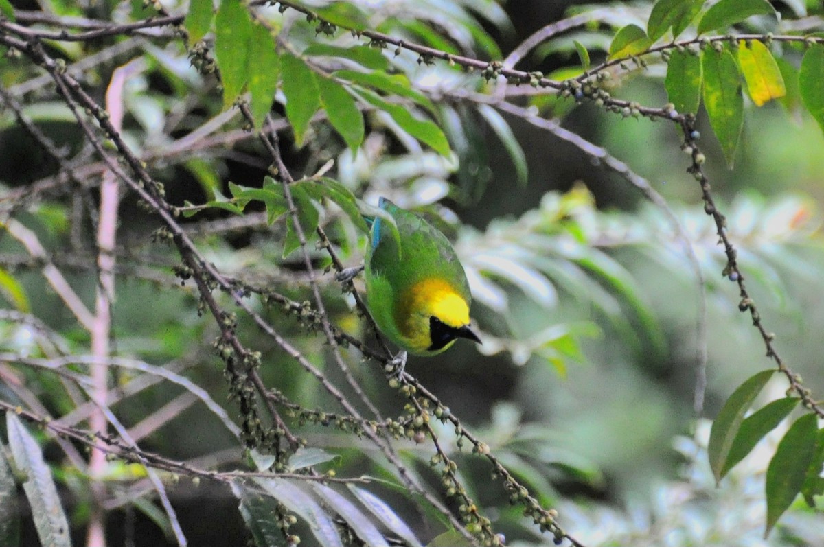 Blue-winged Leafbird - ML647880983