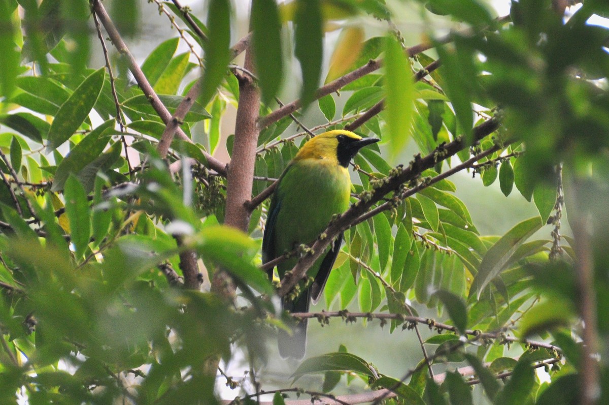 Blue-winged Leafbird - ML647880984
