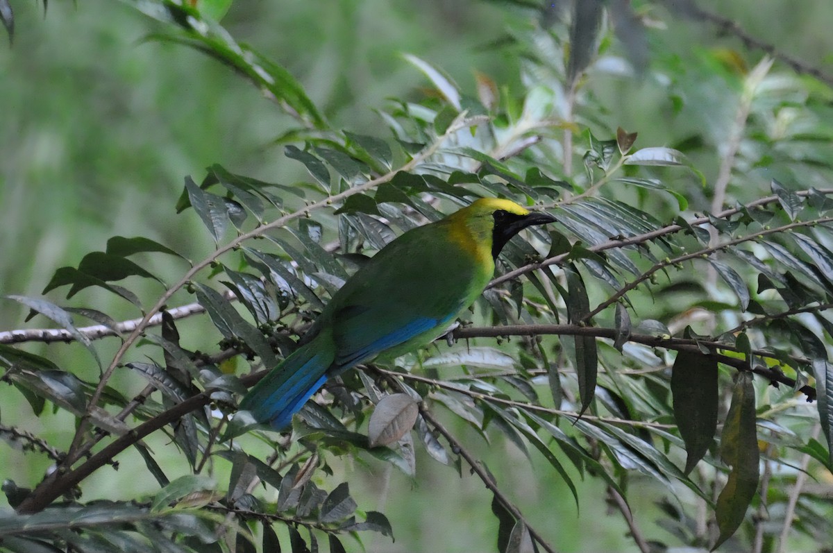 Blue-winged Leafbird - ML647880985
