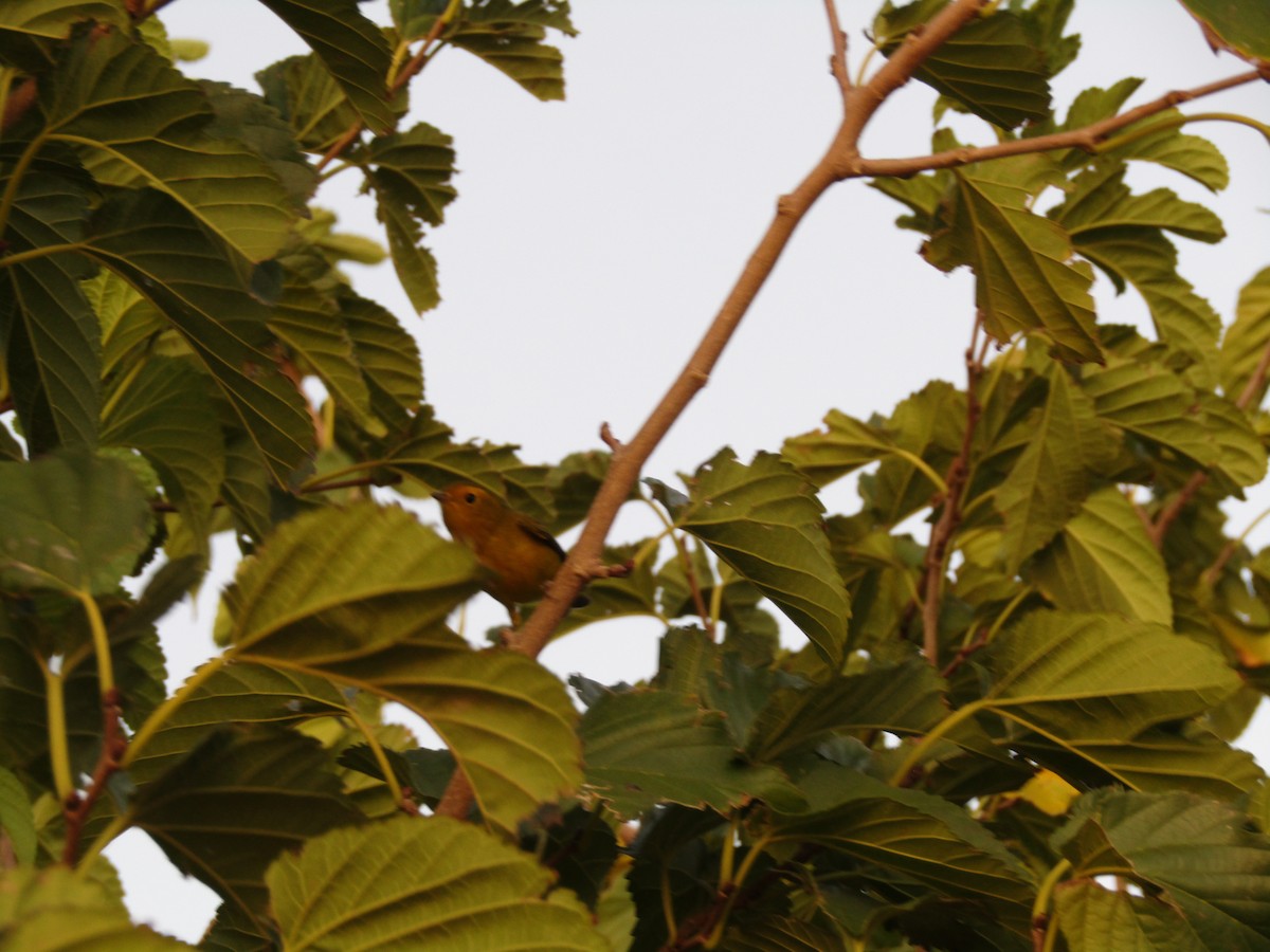 Wilson's Warbler - ML647880992