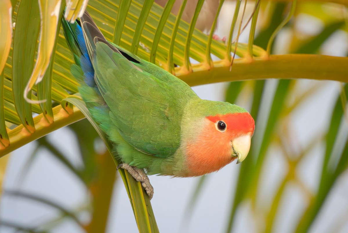 桃臉愛情鳥 - ML647880993