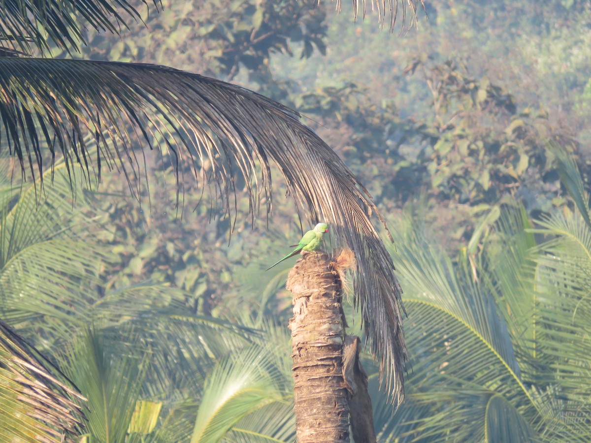 紅領綠鸚鵡 - ML647880994