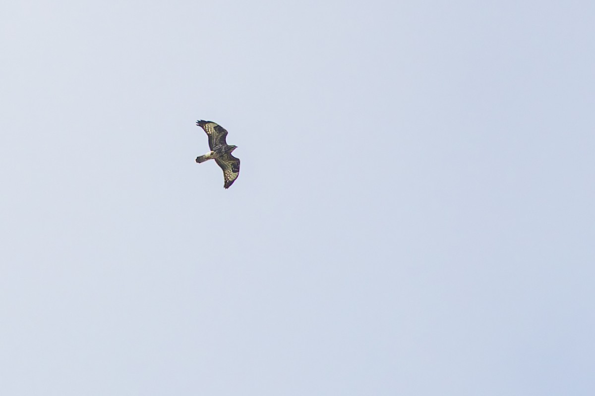 歐亞鵟 - ML647880995