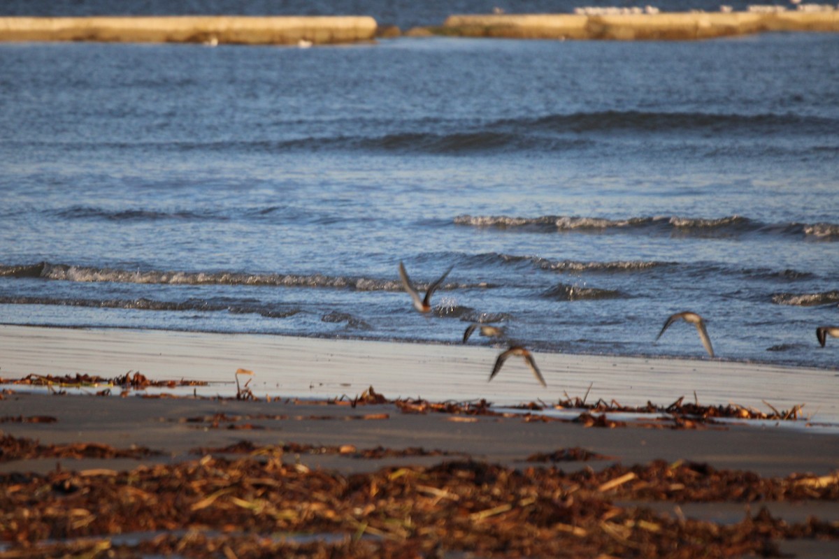 Killdeer - ML647880996