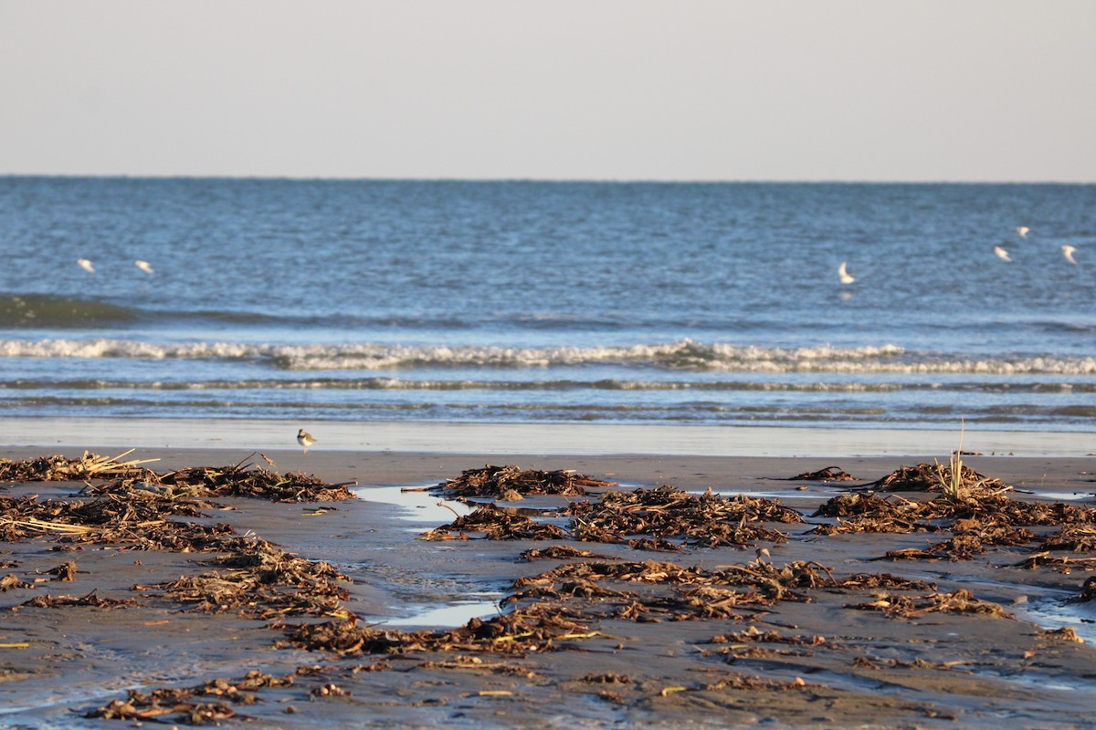 Killdeer - ML647880997