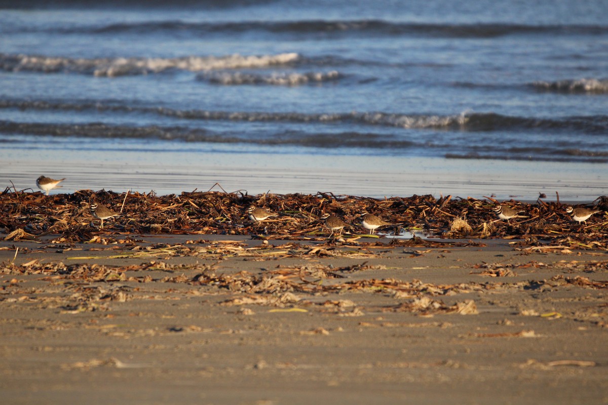 Killdeer - ML647880998