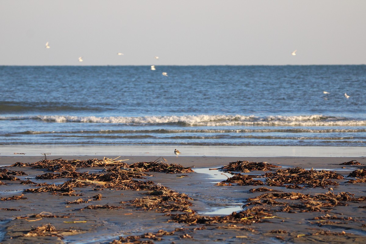 Killdeer - ML647880999