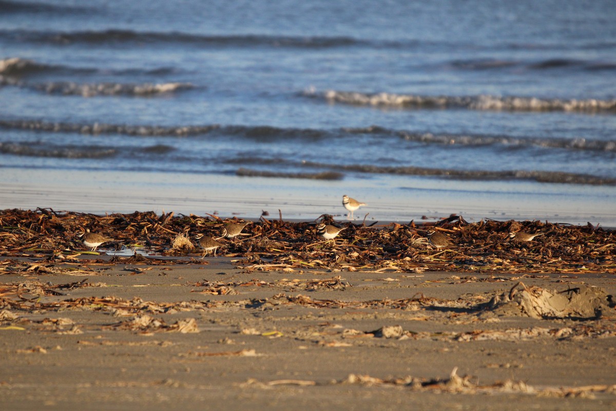 Killdeer - ML647881000