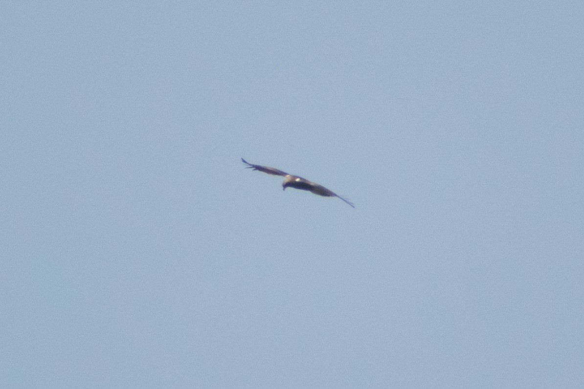 靴隼鵰 - ML647881001