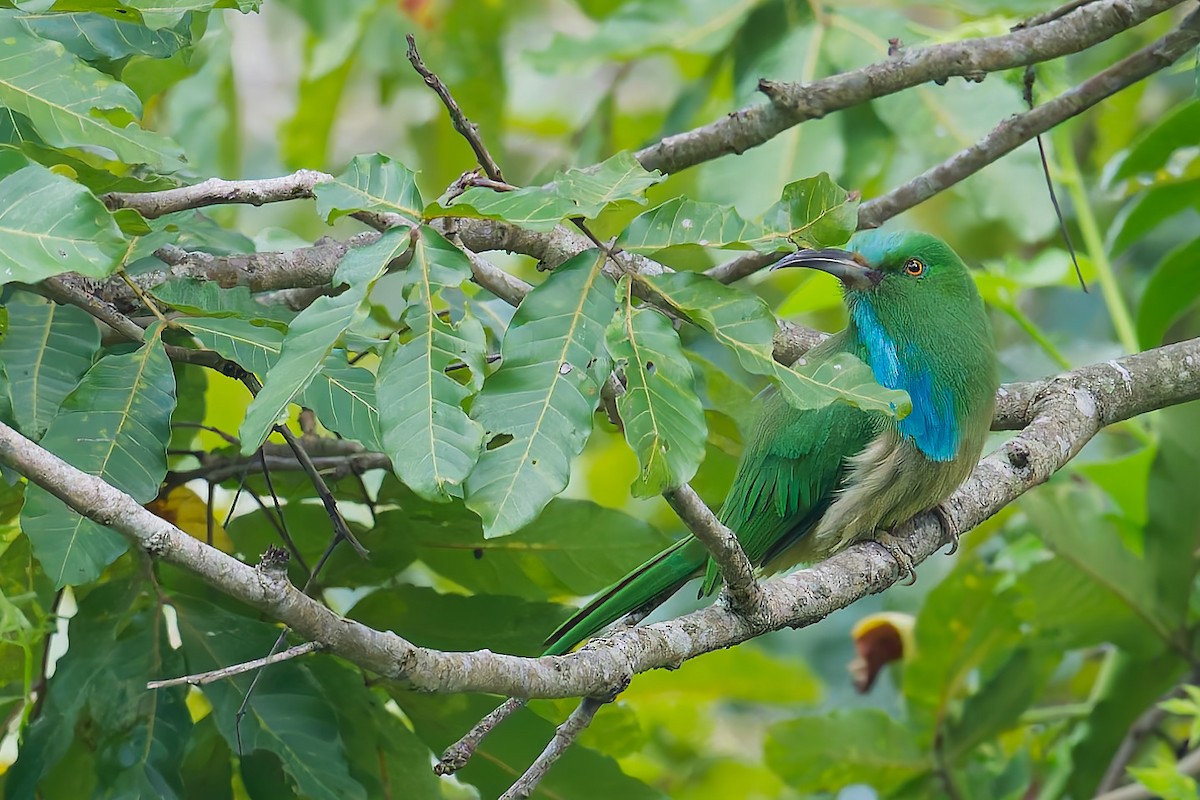 Blue-bearded Bee-eater - ML647881002