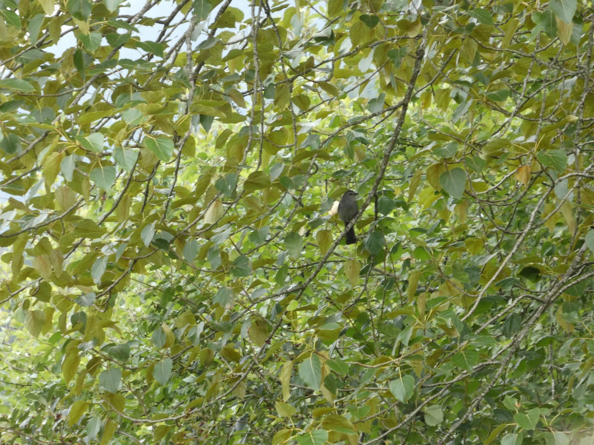 Gray Catbird - ML647881005