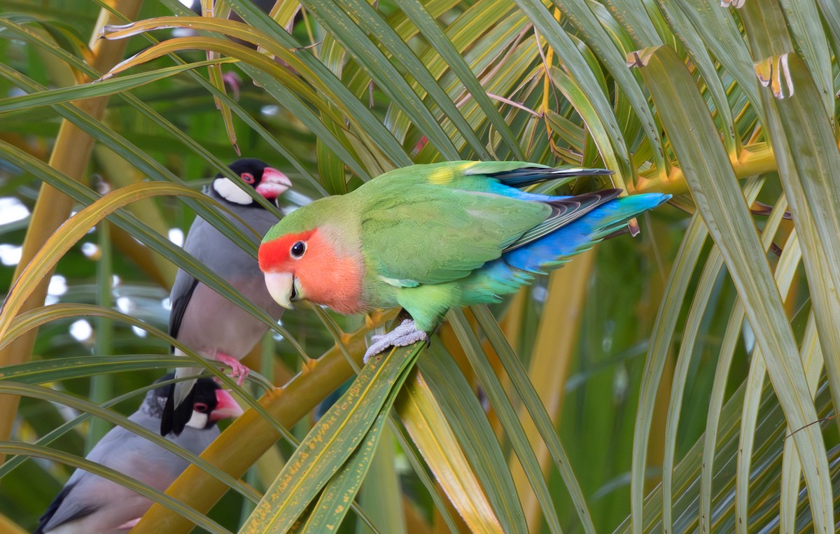 桃臉愛情鳥 - ML647881006