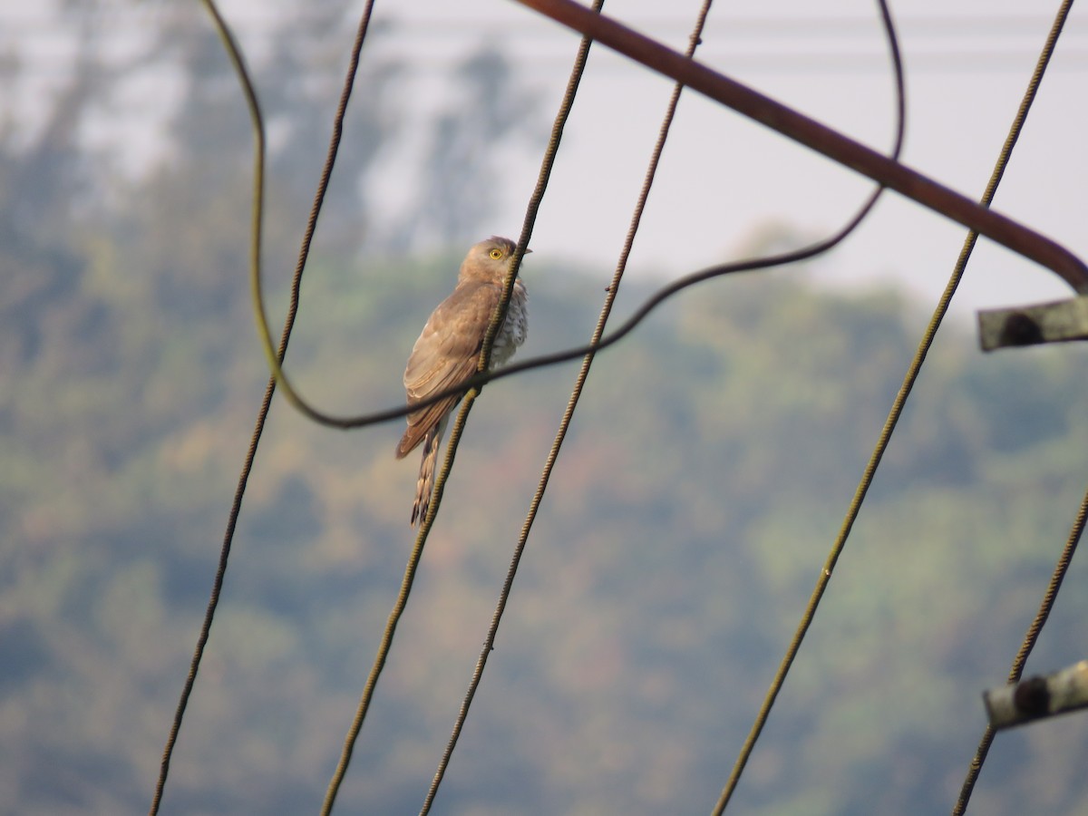 Common Hawk-Cuckoo - ML647881008