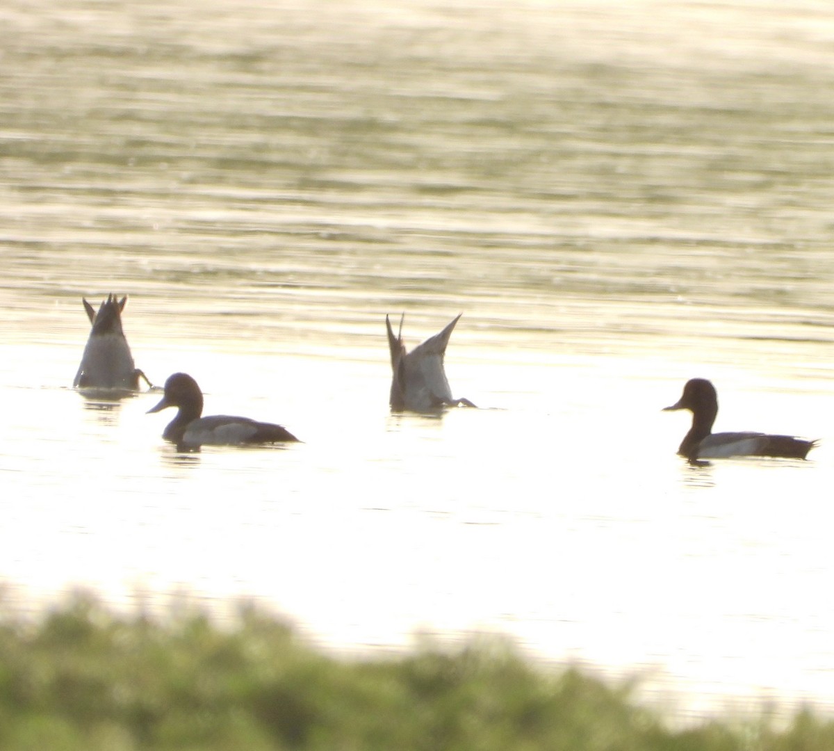 小斑背潛鴨 - ML647881009