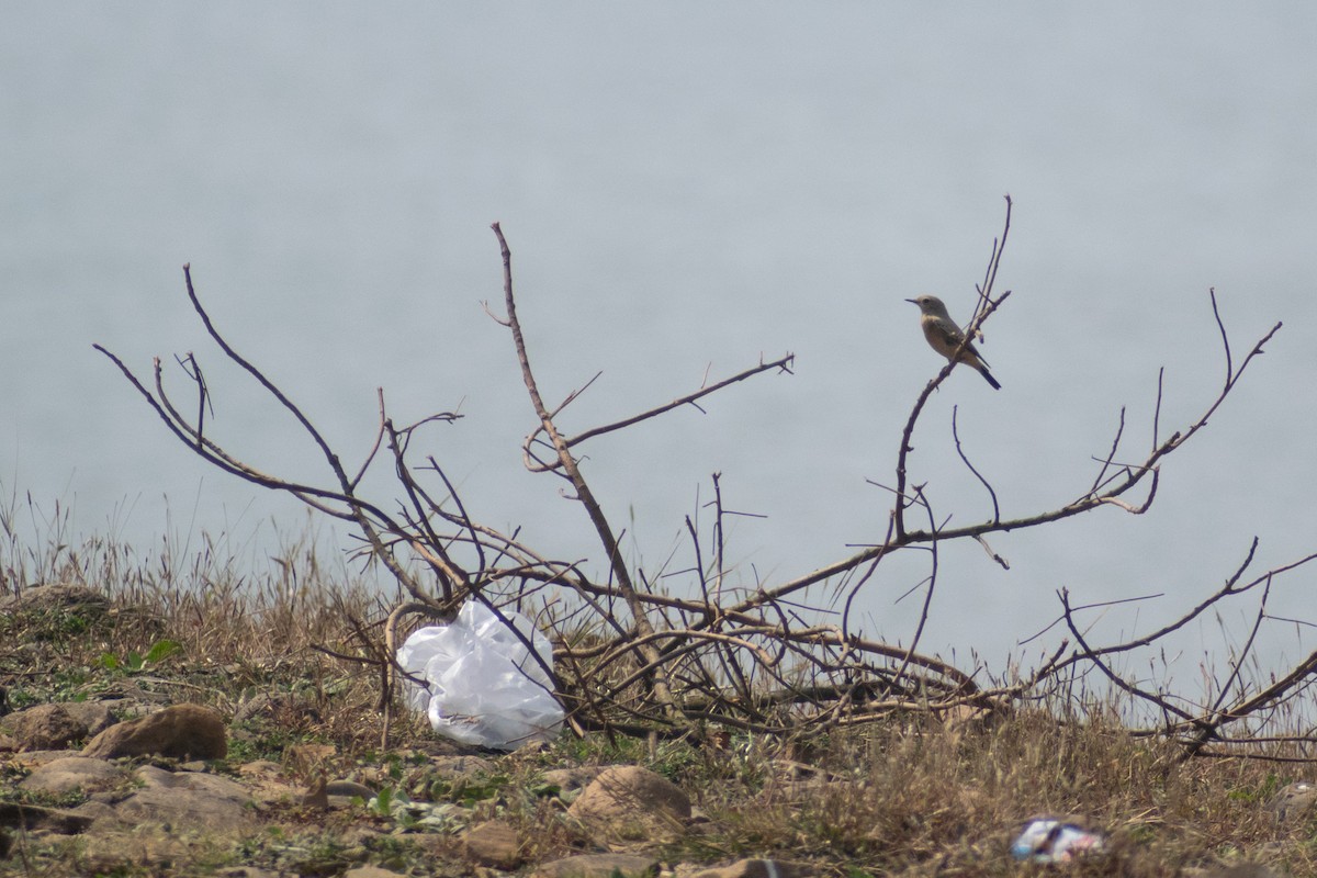 漠䳭 - ML647881015