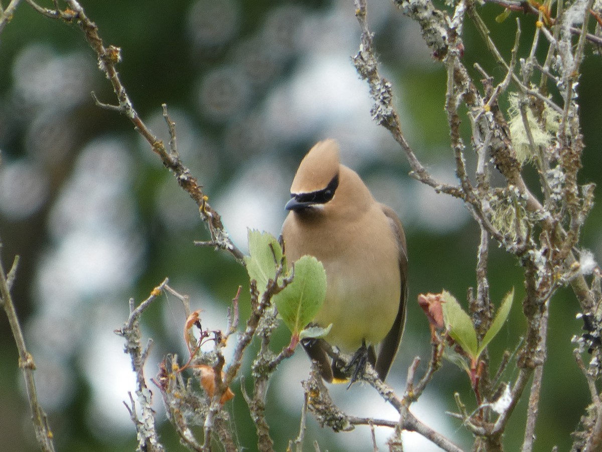 Cedar Waxwing - ML647881018