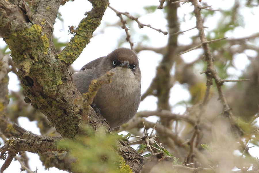 Yemen Warbler - ML647881048