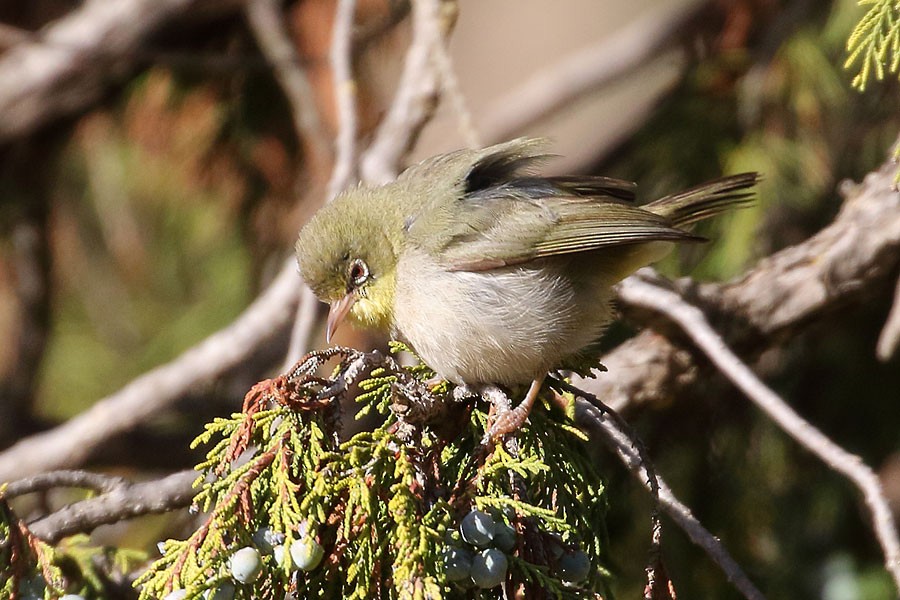 Abyssinian White-eye - ML647881049