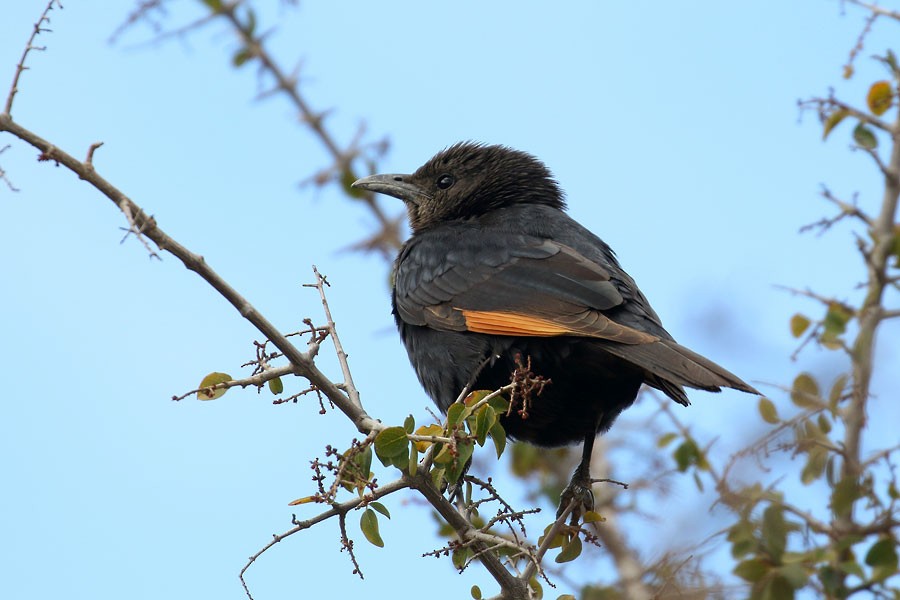 Tristram's Starling - ML647881053