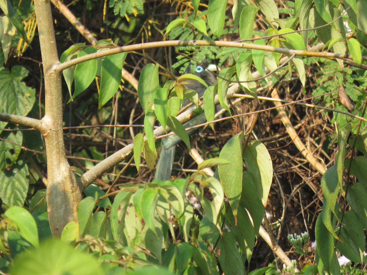Blue-faced Malkoha - ML647881058
