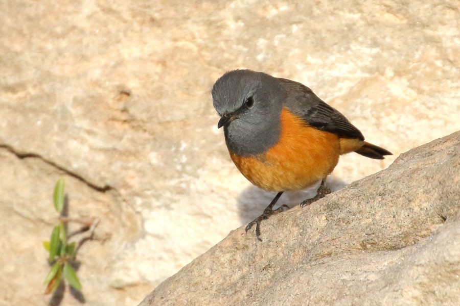 Little Rock-Thrush - ML647881059