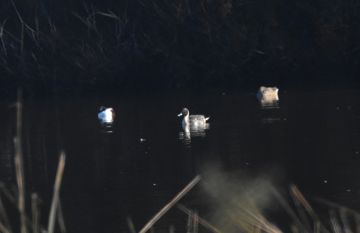 Northern Pintail - ML647881060