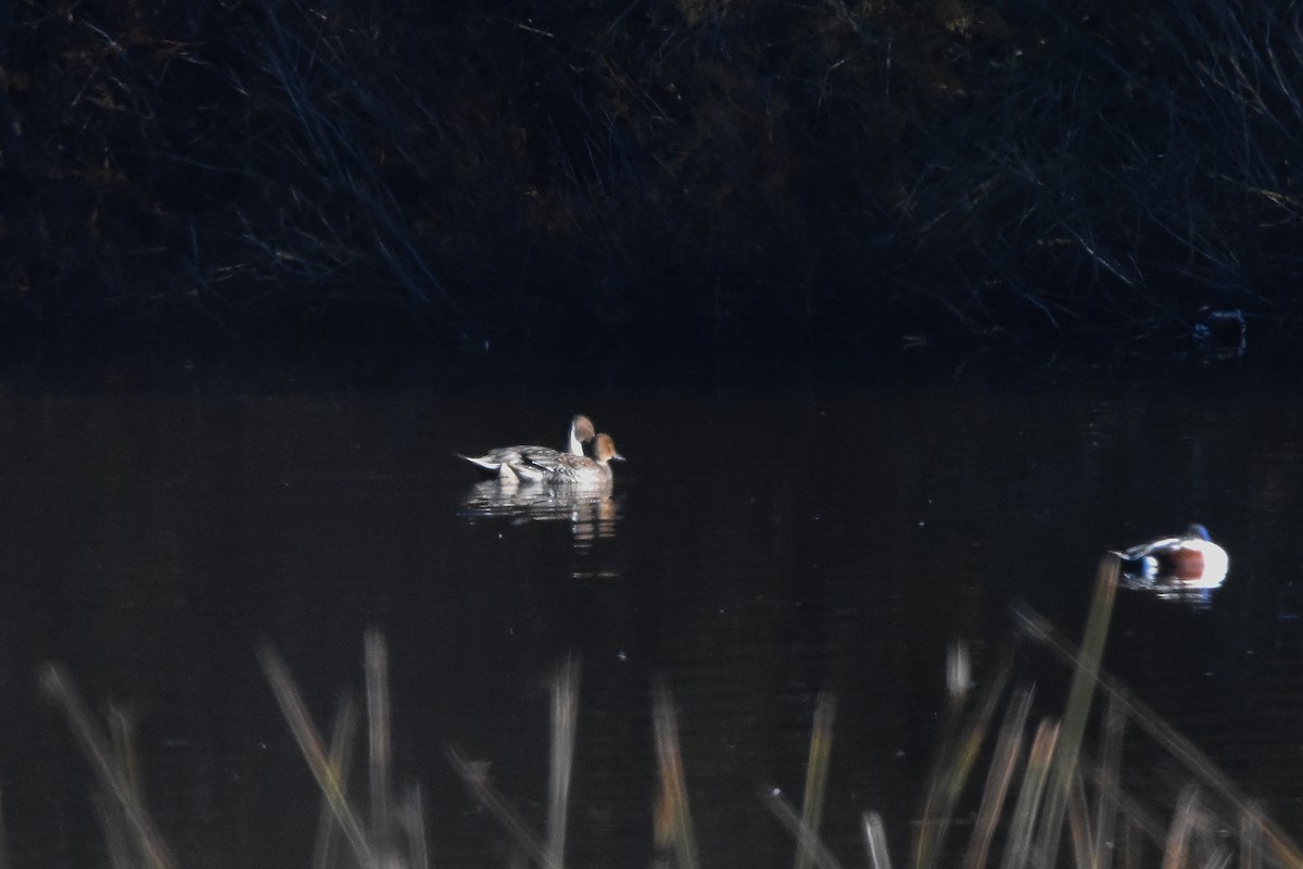 Northern Pintail - ML647881061