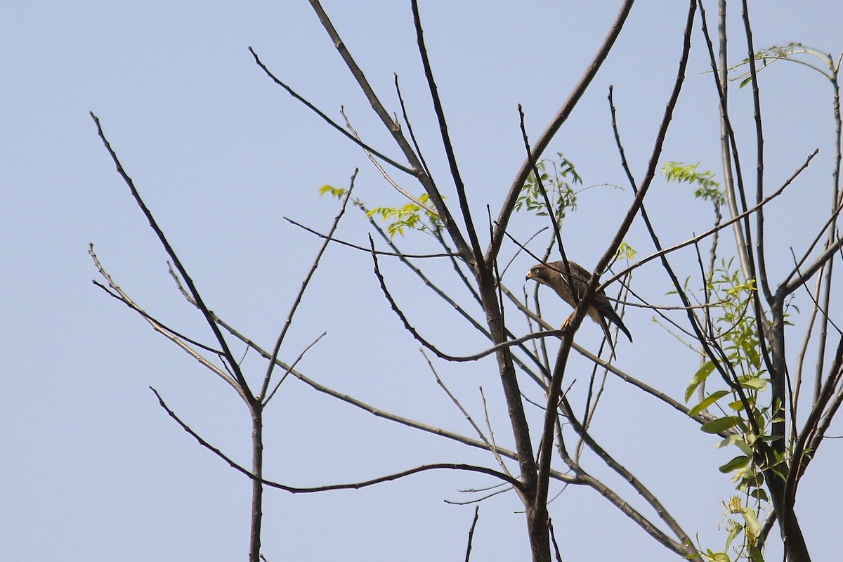 White-eyed Buzzard - ML647881062