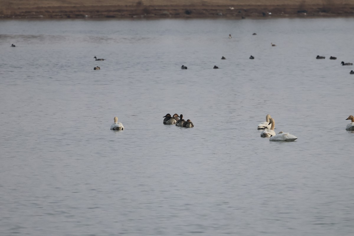 Swan Goose - ML647881068