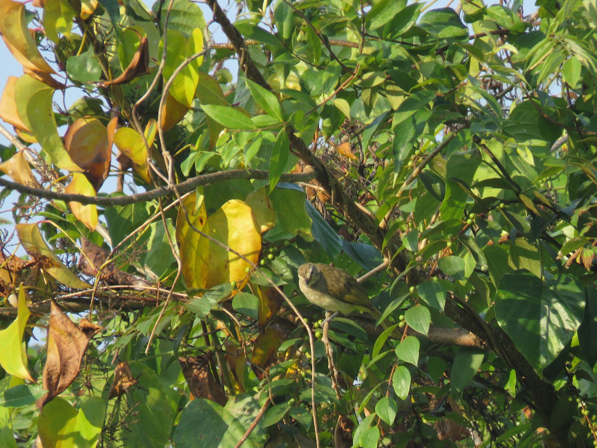 White-browed Bulbul - ML647881069