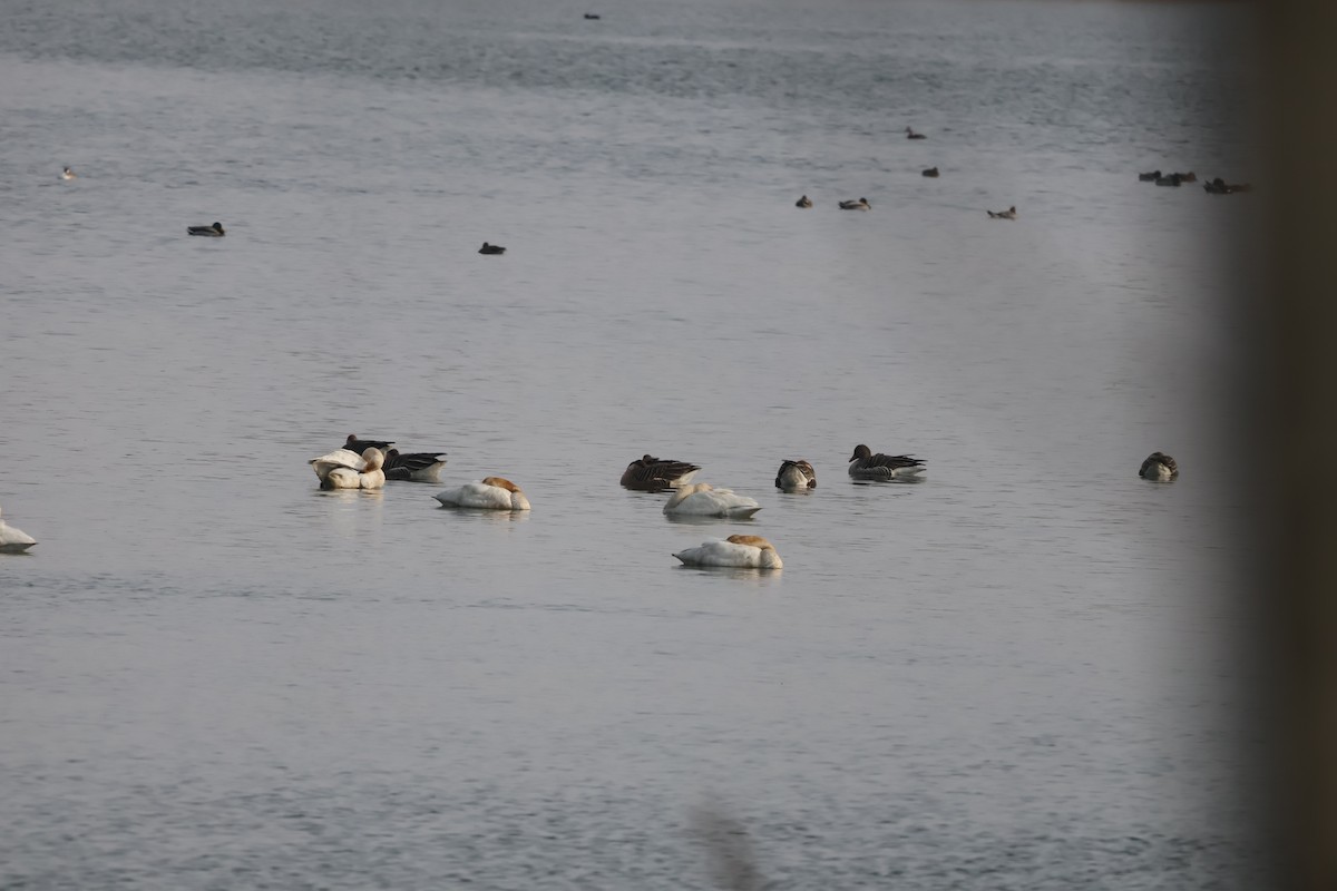 Graylag Goose - ML647881072