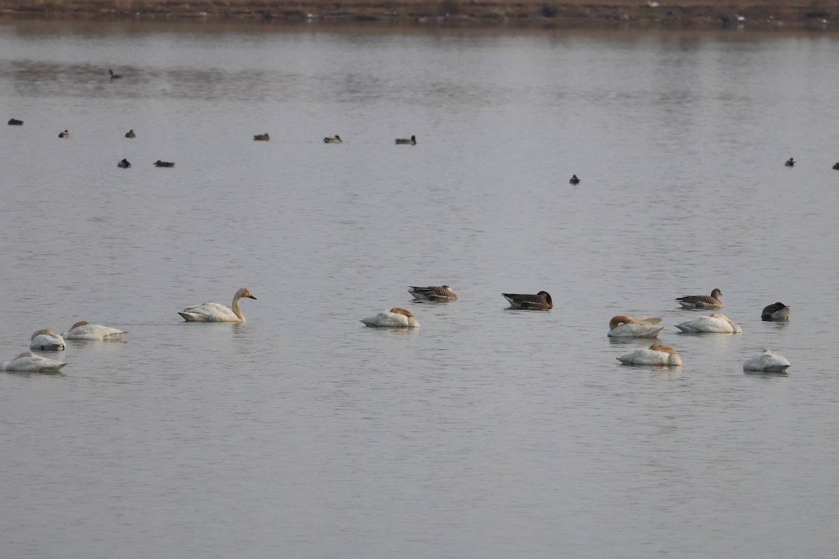 Graylag Goose - ML647881073