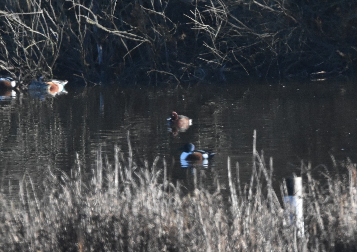 Ferruginous Duck - ML647881075
