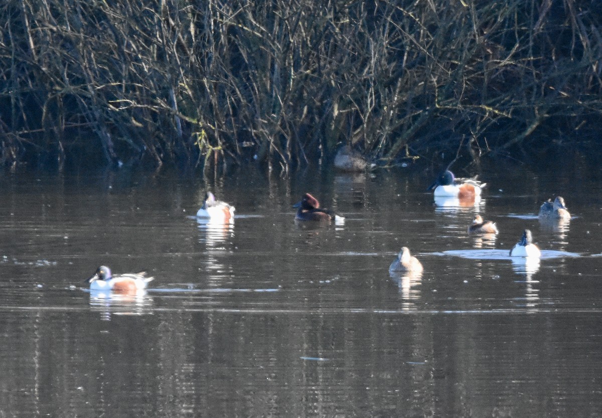 Ferruginous Duck - ML647881076