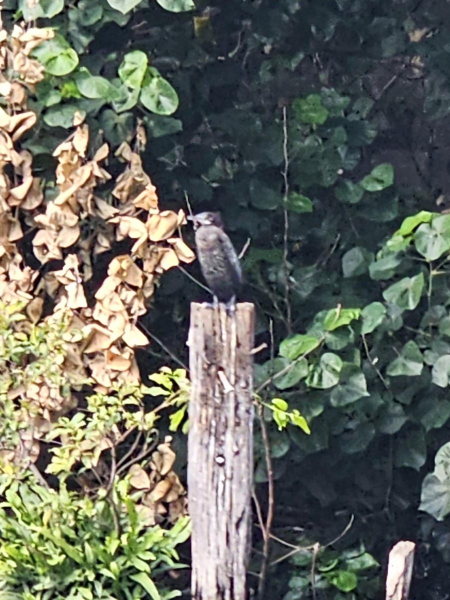 Little Cormorant - ML647881077