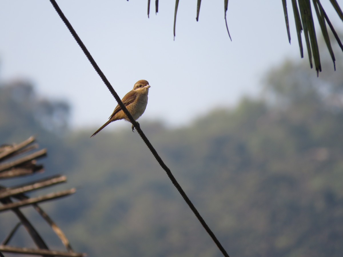 Brown Shrike - ML647881078