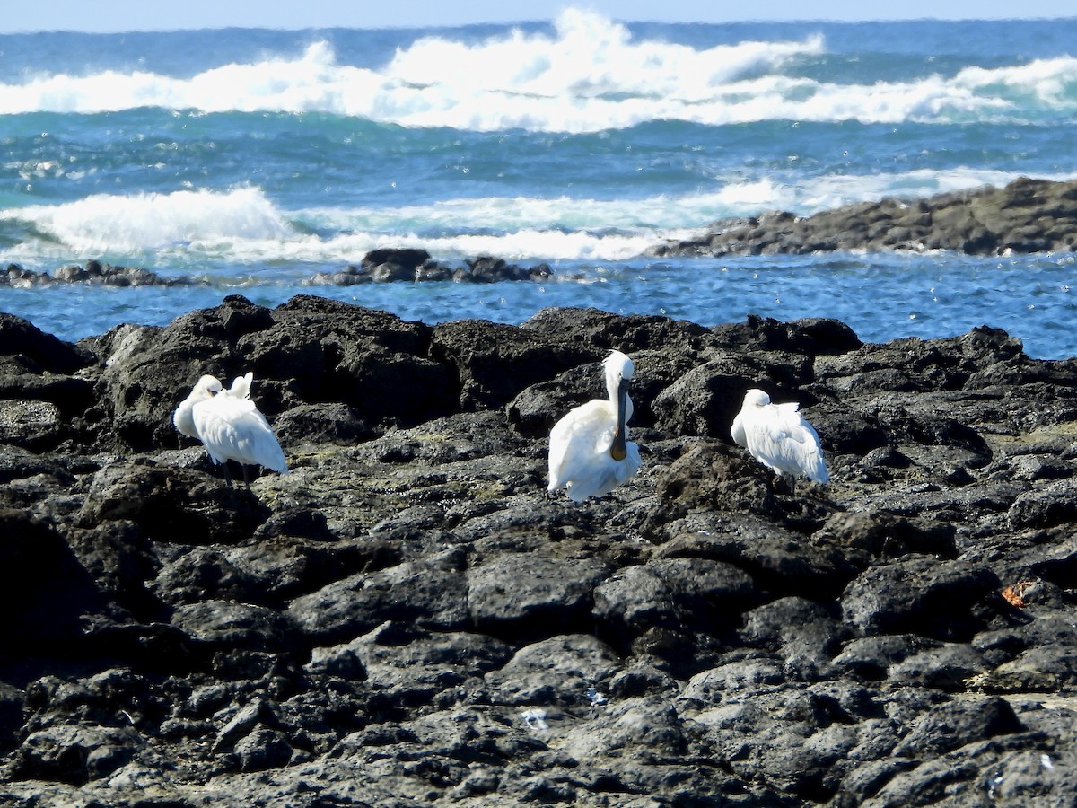 Eurasian Spoonbill - ML647881079