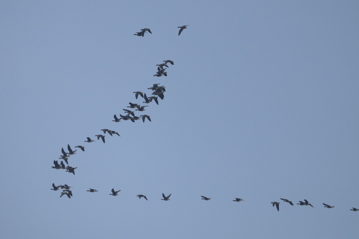 Taiga Bean-Goose - ML647881082