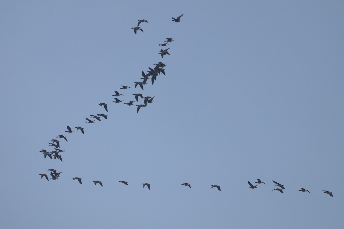 Taiga Bean-Goose - ML647881083