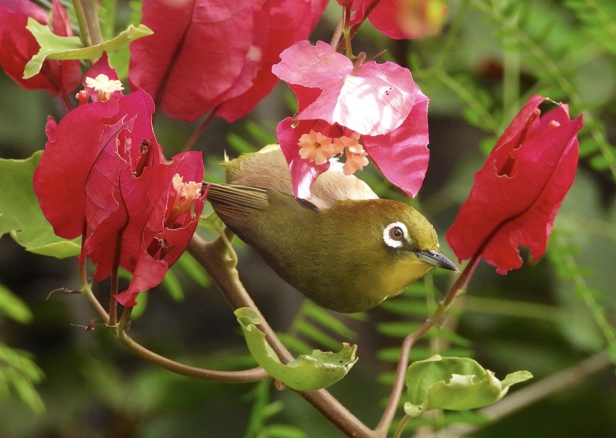Warbling White-eye - ML647881084