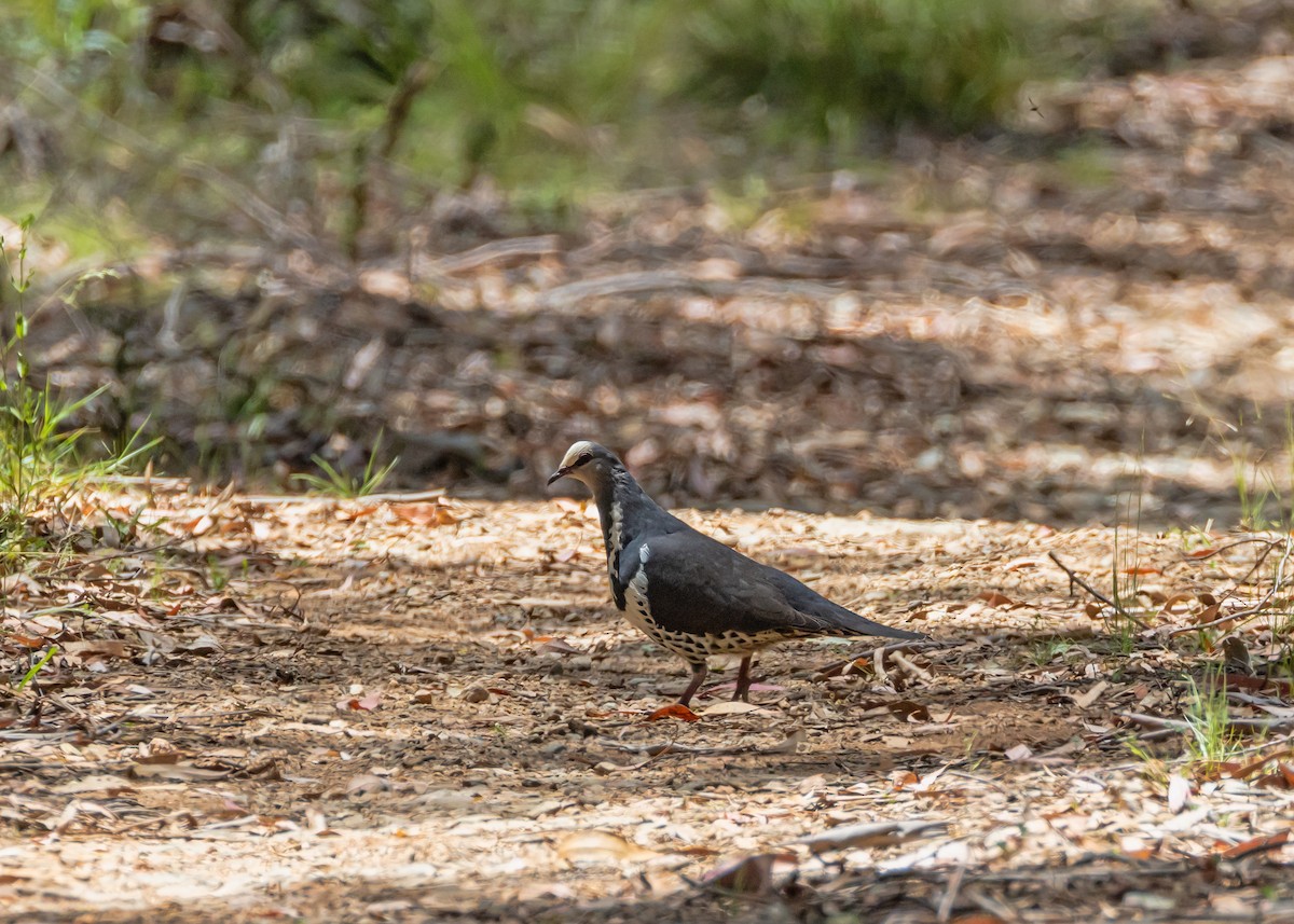Wonga Pigeon - ML647881086