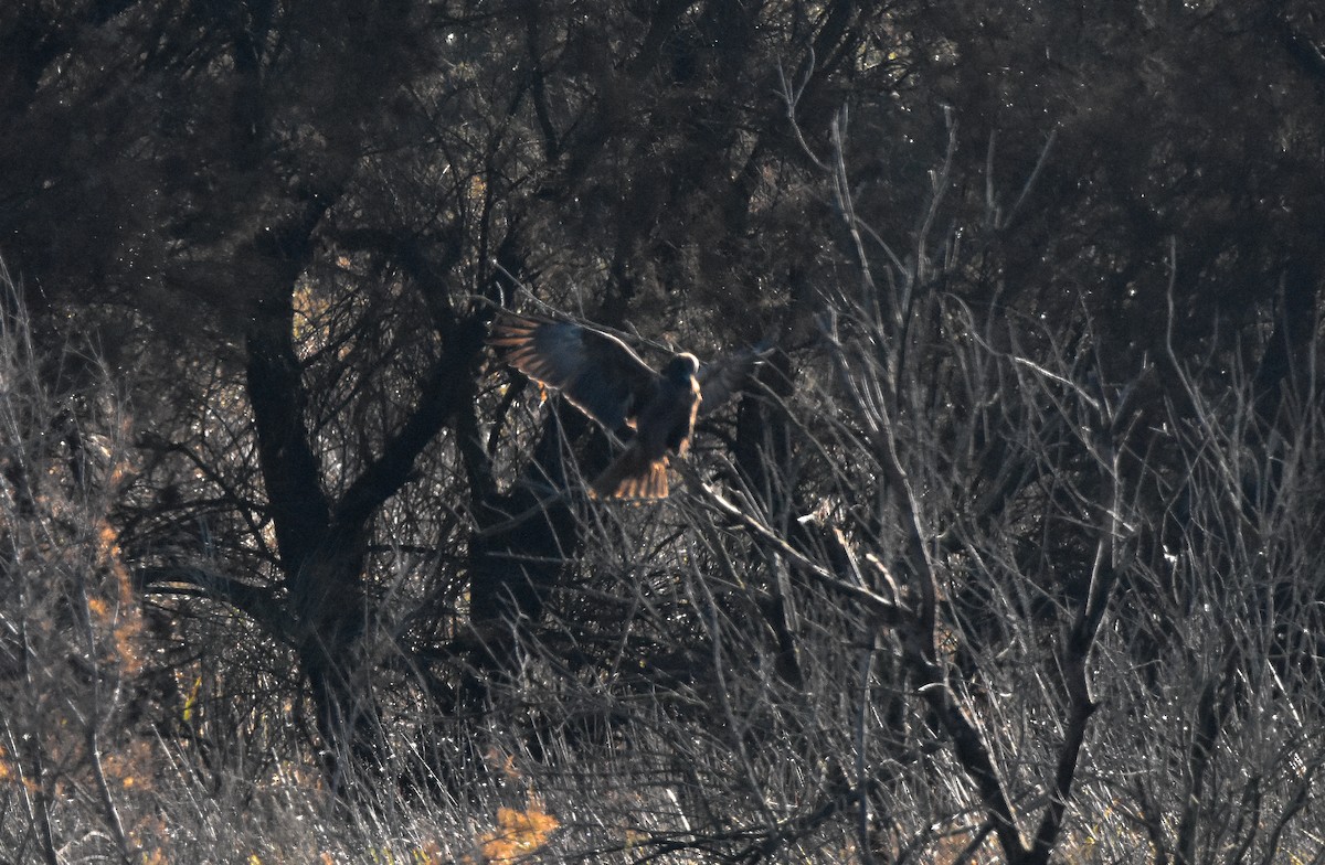 Western Marsh Harrier - ML647881087