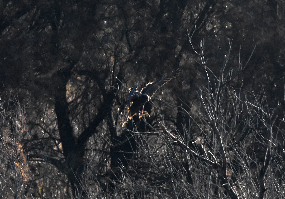 Western Marsh Harrier - ML647881088