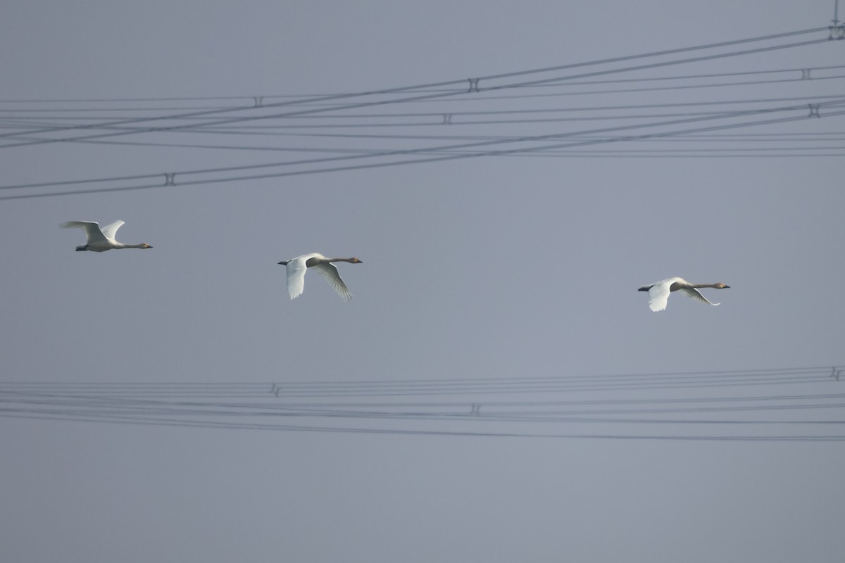 Tundra Swan - ML647881089