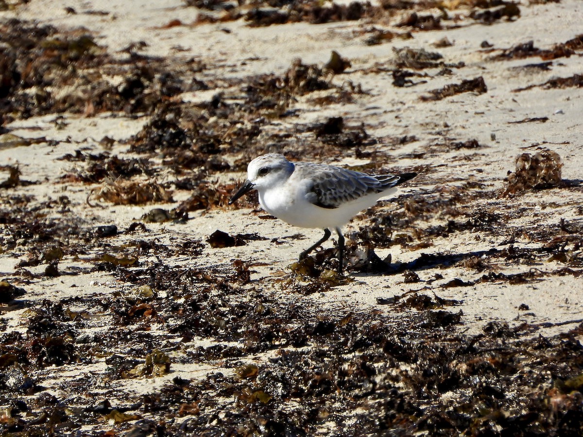 Txirri zuria - ML647881099