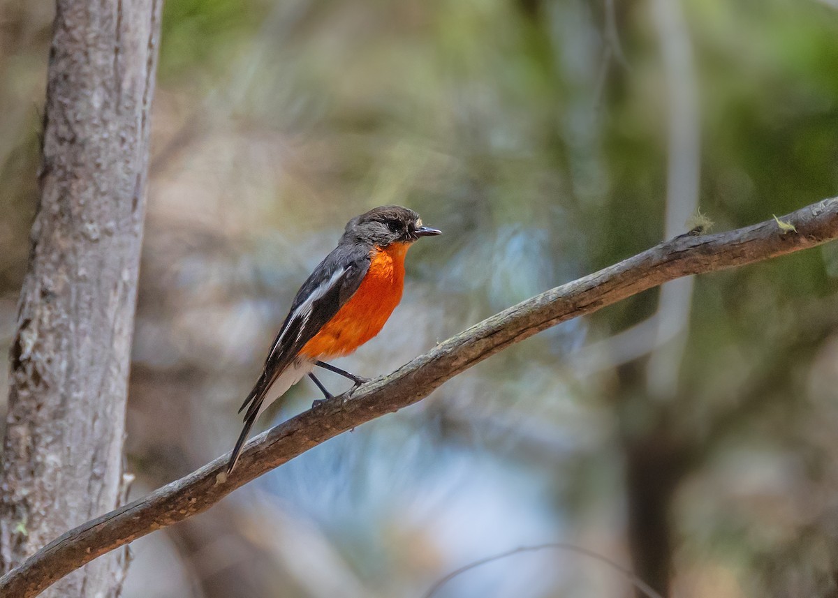 Flame Robin - ML647881118