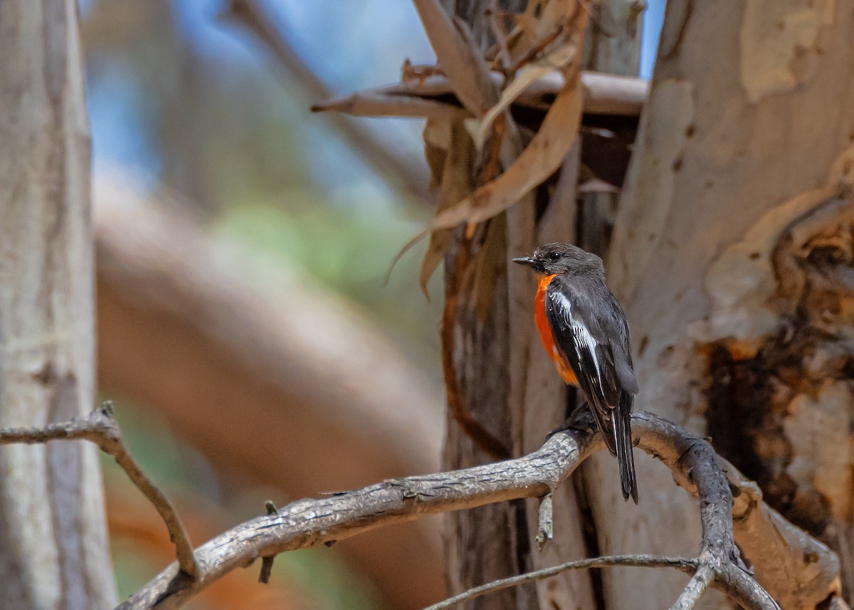 Flame Robin - ML647881119