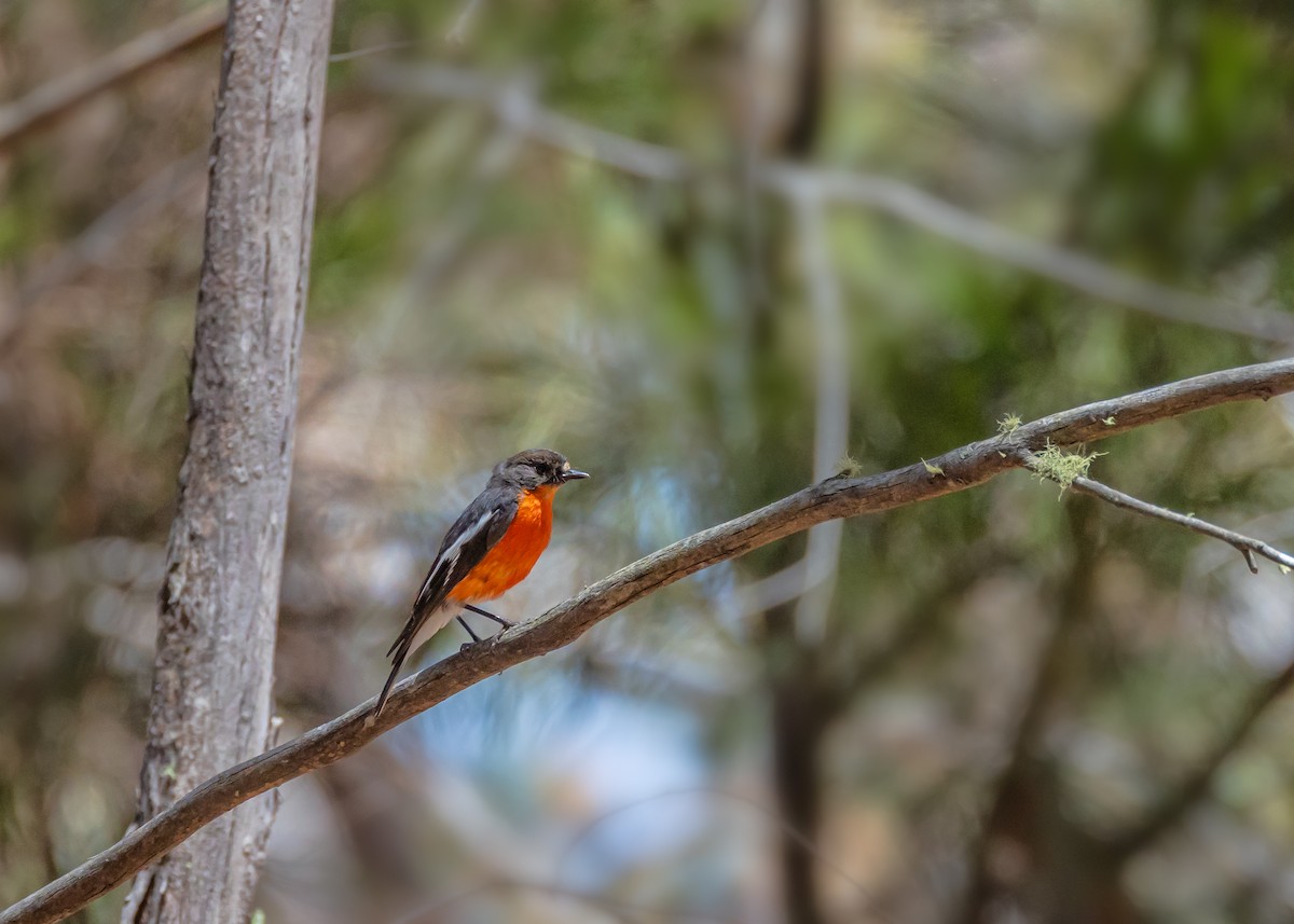 Flame Robin - ML647881120