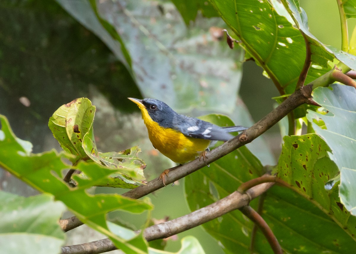 Tropical Parula - ML647881121
